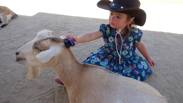amelie-brushing-goat